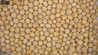 Seed